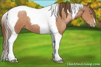 Horse Color:Brown Pearl Tobiano 
