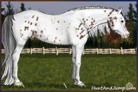Horse Color:Bay Splash Tobiano Appaloosa Rabicano