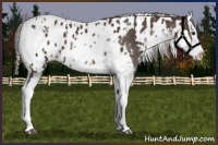 Horse Color:Liver Chestnut Sabino Splash Appaloosa  and Black Sabino Splash Appaloosa 