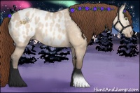 Horse Color:Amber Champagne Dun Sabino Blanket 
