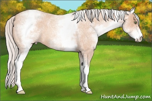 Horse Color:White Spotted Silver Amber Champagne Roan 