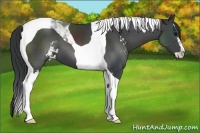 Horse Color:Black Sabino Tobiano 