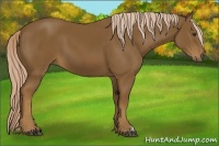 Horse Color:Chocolate Palomino 
