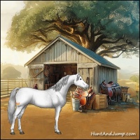 Horse Color:Gray White Spotted Bay 