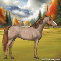 Horse Color:Red Roan