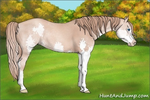 Horse Color:Gold Champagne Splash 
