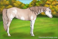 Horse Color:Gold Champagne Splash 