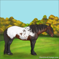 Horse Color:Brown Appaloosa 
