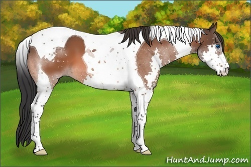 Horse Color:Brown Splash Tobiano 
