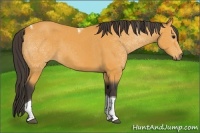 Horse Color:Buckskin Tobiano