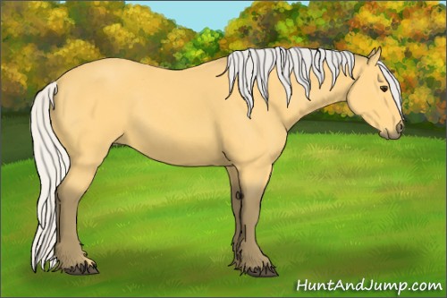 Horse Color:Silver Buckskin 