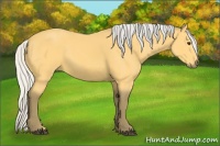 Horse Color:Silver Buckskin 