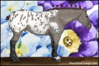 Horse Color:Grullo Appaloosa Rabicano 