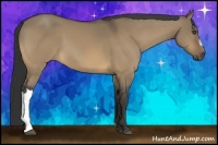 Horse Color:Buckskin Dun 