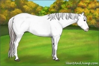 Horse Color:Black Appaloosa Rabicano 
