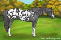 Horse Color:Black Appaloosa