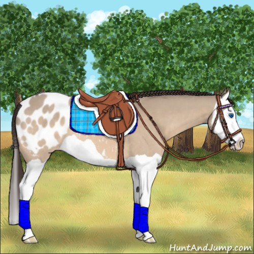 Horse Color:Bay Dun Splash Appaloosa 