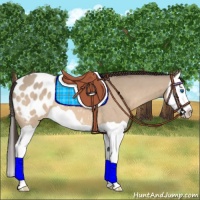 Horse Color:Bay Dun Splash Appaloosa 