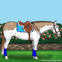 Horse Color:Red Dun Splash Appaloosa 