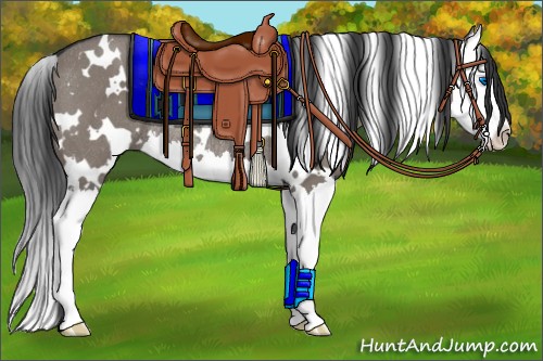 Horse Color:White Spotted Grullo Splash Rabicano 