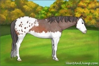 Horse Color:Bay Splash Appaloosa