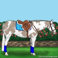 Horse Color:White Spotted Silver Grullo Splash 