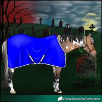 Horse Color:White Spotted Bay Dun 