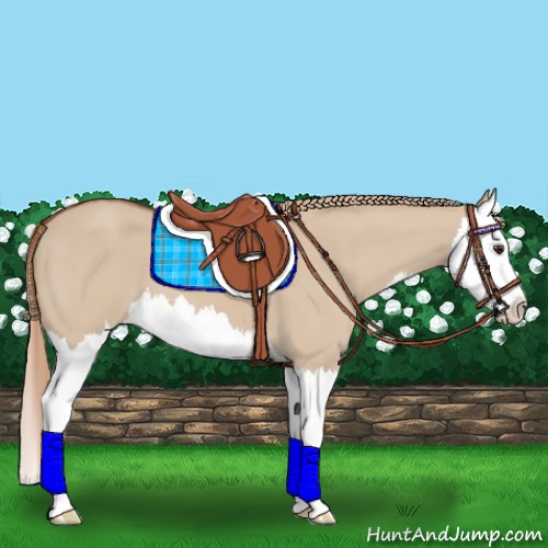 Horse Color:Red Dun Splash 