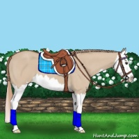 Horse Color:Red Dun Splash 