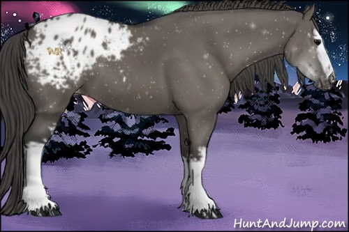 Horse Color:White Spotted Grullo Blanket 