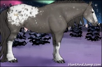 Horse Color:White Spotted Grullo Blanket 