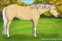 Horse Color:Silver Buckskin Roan Splash 