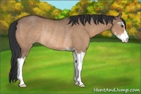 Horse Color:Brown Dun Sabino Rabicano 