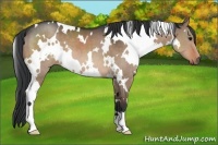 Horse Color:White Spotted Brown Dun 