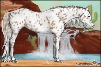 Horse Color:White Spotted Silver Bay Dun Splash Appaloosa