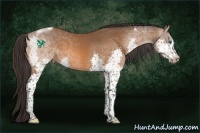 Horse Color:Buckskin Splash Tobiano 