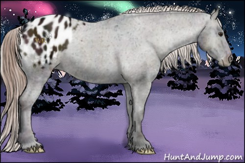 Horse Color:Midnight Liver Red Onyx Appaloosa 