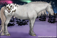 Horse Color:Midnight Liver Red Onyx Appaloosa 