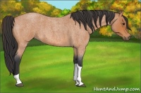 Horse Color:Bay Roan Tobiano