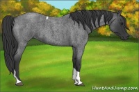 Horse Color:Blue Roan Tobiano 