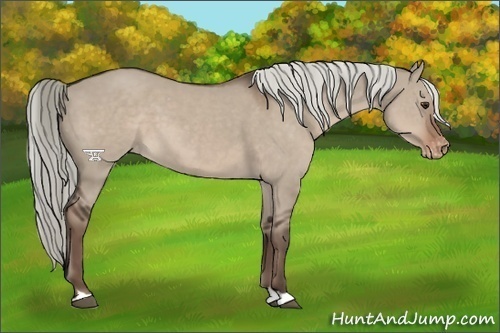 Horse Color:Liver Red Dun Appaloosa 
