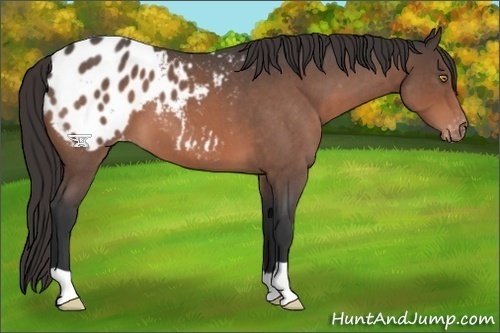 Horse Color:Brown Roan Appaloosa 