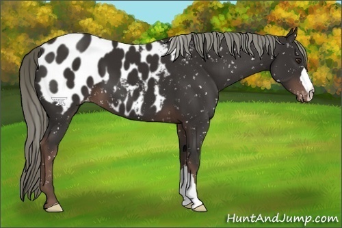Horse Color:Liver Chestnut Appaloosa 