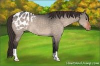 Horse Color:Bay Dun Appaloosa 