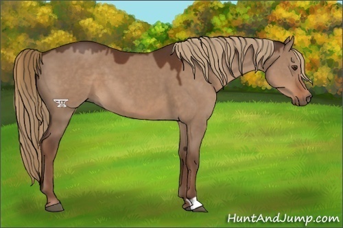 Horse Color:Liver Red Dun 