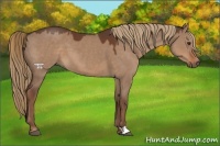 Horse Color:Liver Red Dun 