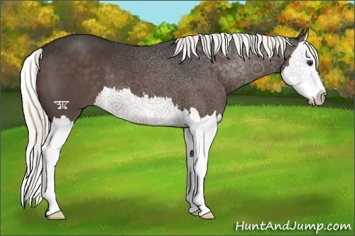 Horse Color:Liver Chestnut Splash 