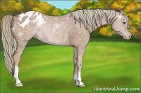 Horse Color:Chestnut Appaloosa Rabicano 