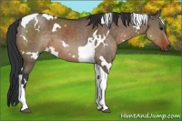 Horse Color:White Spotted Brown Dun Tobiano 