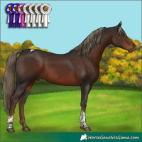 Horse Color:Liver Chestnut Tobiano Rabicano 